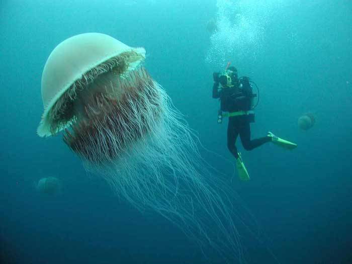 largest known species of jellyfish